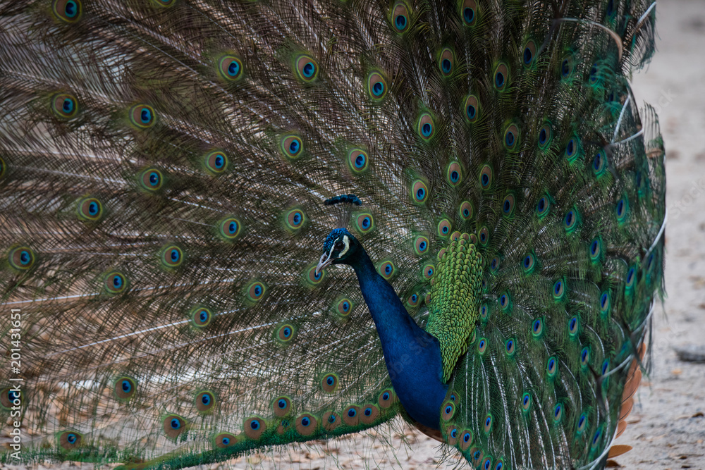 Obraz premium A Strutting Peacock