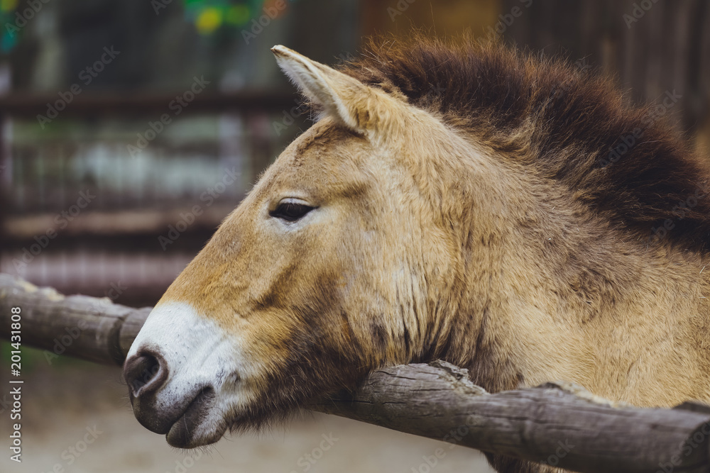 Fototapeta premium Przewalski's horse, wild Horse