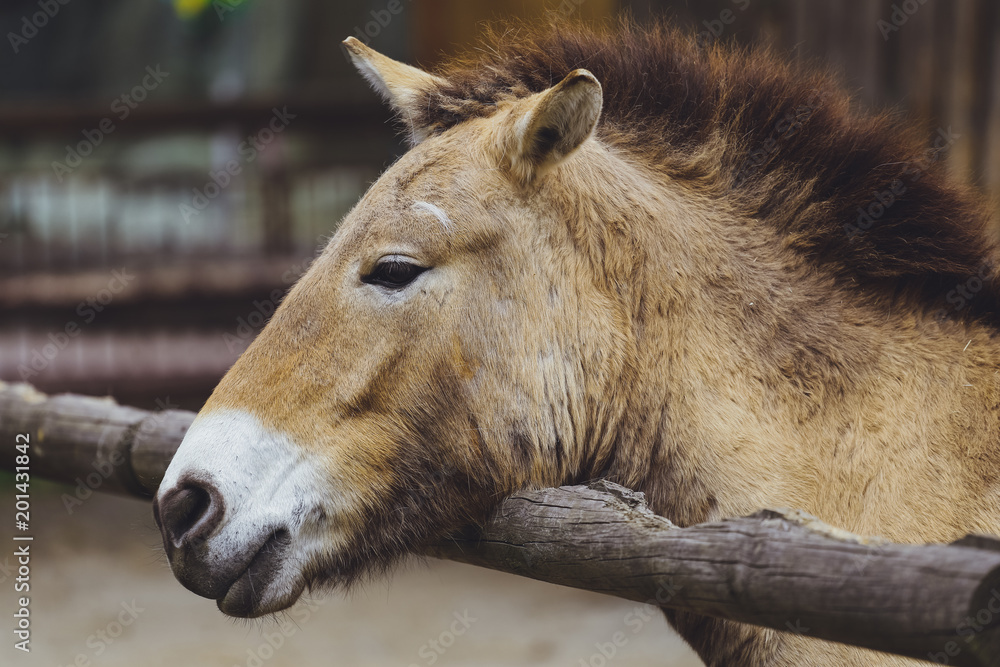 Fototapeta premium Przewalski's horse, wild Horse