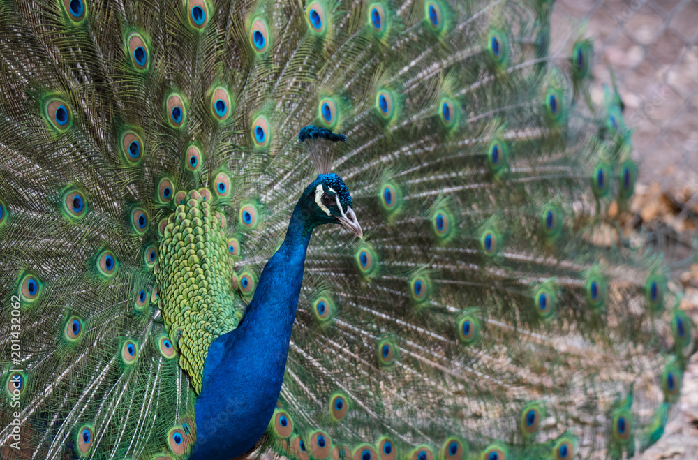 Fototapeta premium A Strutting Peacock