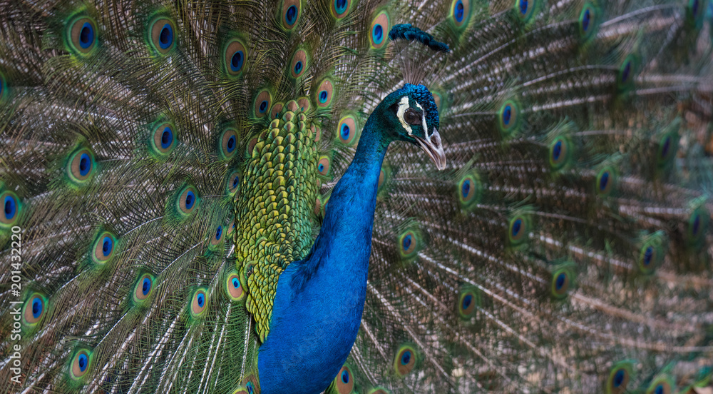 Obraz premium A Strutting Peacock