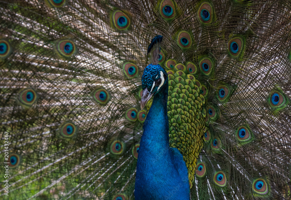 Naklejka premium A Strutting Peacock