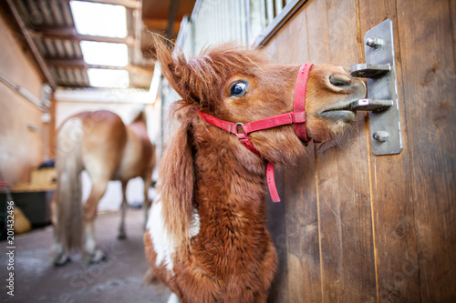 Portrait of a Shetlandpony in a stable photo