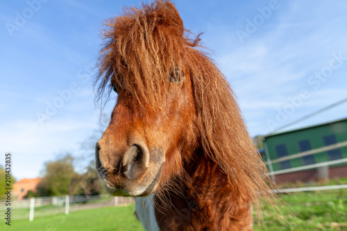 Fototapeta Naklejka Na Ścianę i Meble -  Portrait of a Shetlandpony on a green meadow