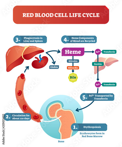 Red blood cell life cycle medical vector illustration diagram with biological anatomy scheme.
