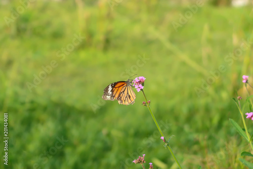 A monarch butterfly with pink small flowers. © ilovewinter