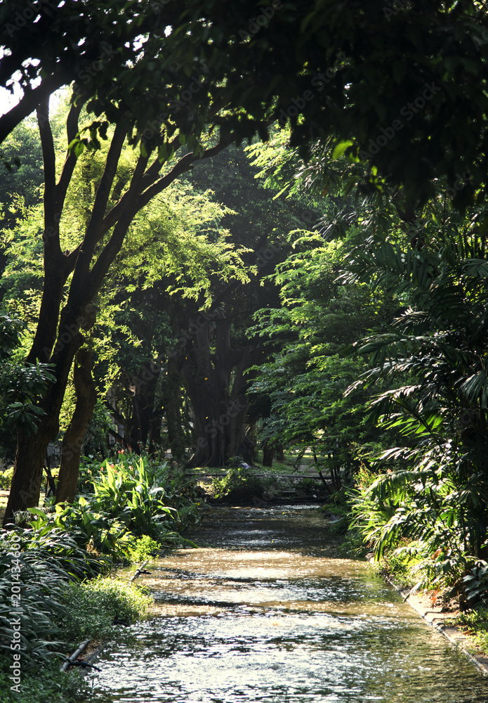 Patch through a agreen forest Patch through a agreen forest