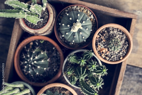 Close up image of different kinds of cactus