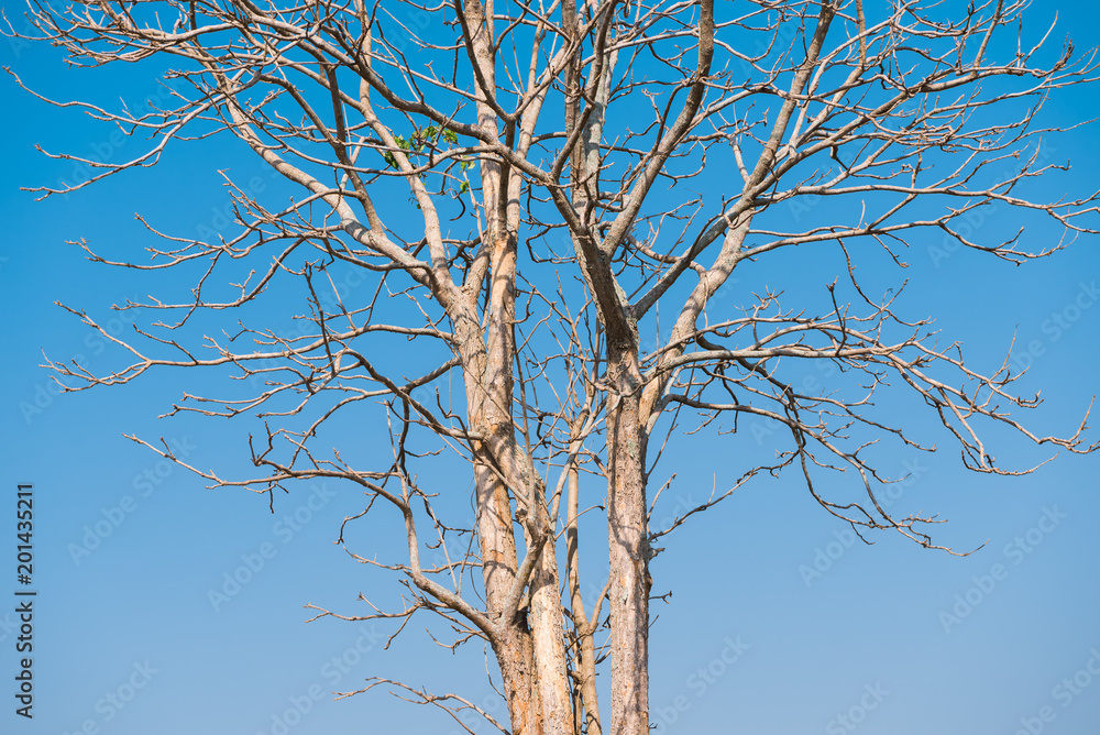 The old and completely dry tree growing against the blue sky