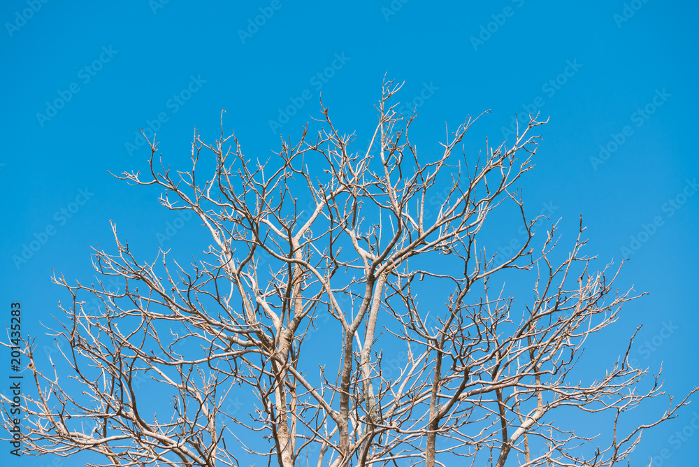 The old and completely dry tree growing against the blue sky The old and completely dry tree growing against the blue sky