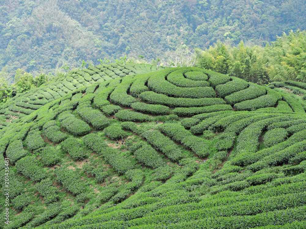 The shape of tea garden like chinese bakua symbol (eight trigrams) in Nantou, Taiwan 