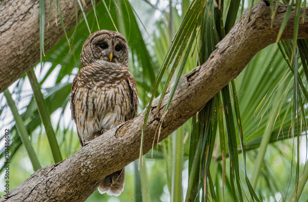 Fototapeta premium Barred Owl