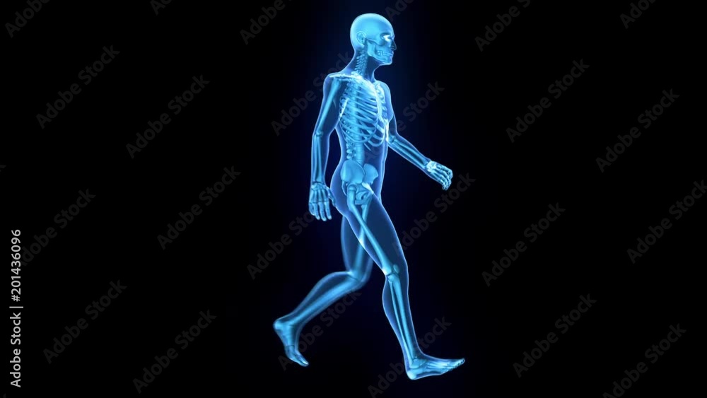 X-Ray of human 3D model walking with matte key included X-Ray of human 3D model walking with matte key included