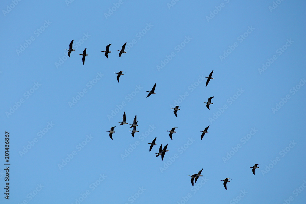 Flying wild Greater white-fronted geese (Anser albifrons) and barnacle geese (Branta leucopsis) against clear blue sky. Flock on spring migration Flying wild Greater white-fronted geese (Anser albifrons) and barnacle geese (Branta leucopsis) against clear blue sky. Flock on spring migration