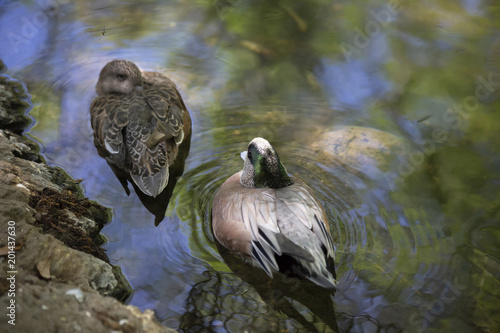 American wigeon ducks