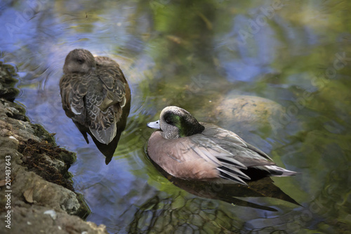 American wigeon ducks