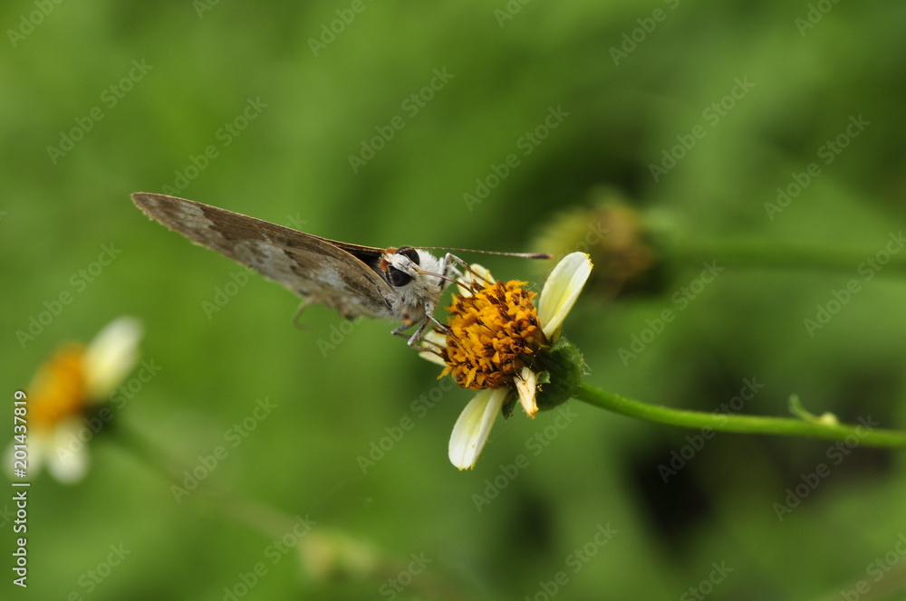 mariposa