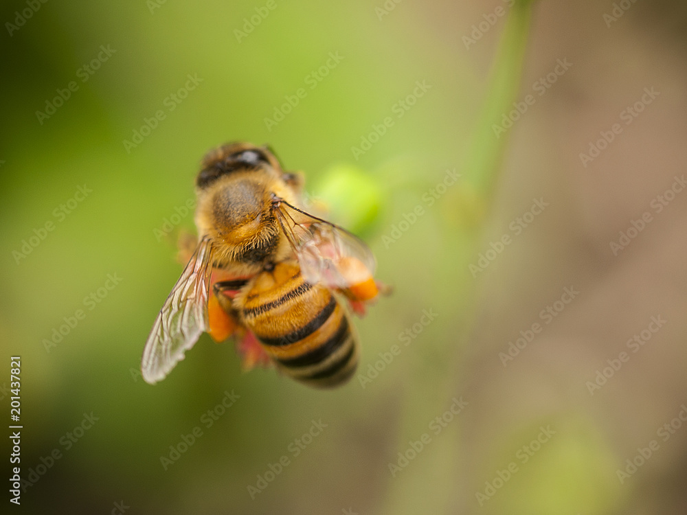abeja abeja