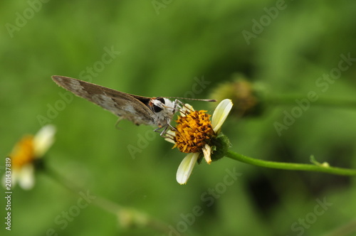 mariposa © Carlos