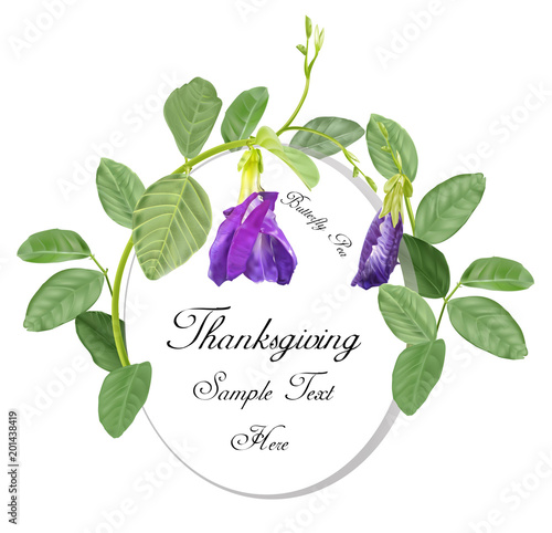 butterfly pea flower vector illustration