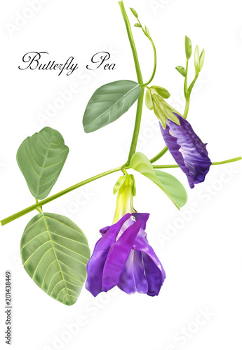 butterfly pea flower vector illustration