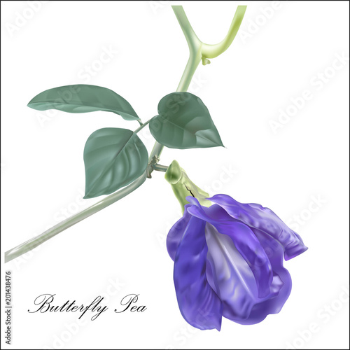 butterfly pea flower vector illustration