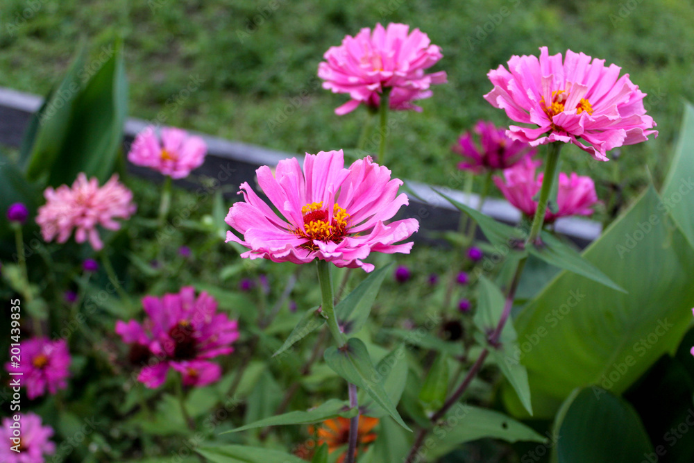 Girassol rosa Girassol rosa