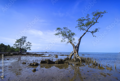 Exotic Tree and Sea