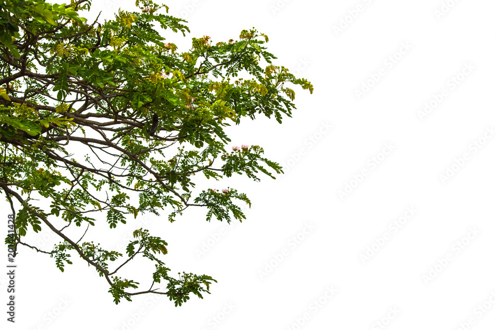 Green leaves isolated on white background. Green leaves isolated on white background.