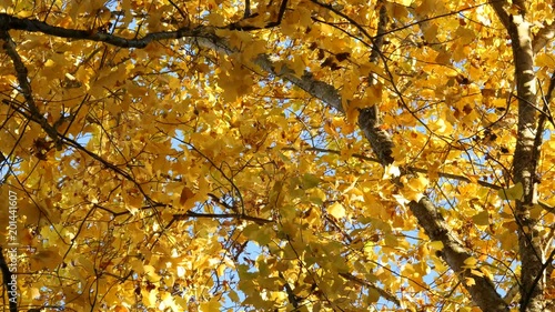 The rays of the sun illuminate the golden trees. Colorful autumn in the park. Nature video. Park landscape.  4K, 3840*2160, high bit rate, UHD