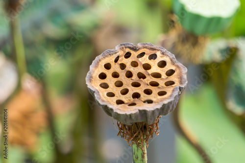 Fruits of Lotus flower or Lotus seed in pod.