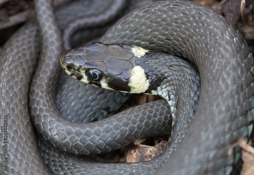 Closeup of grass snake, Natrix natrix Closeup of grass snake, Natrix natrix