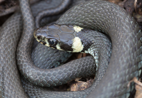 Closeup of grass snake, Natrix natrix