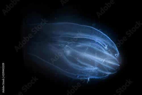 Mnemiopsis leidyi, the warty comb jelly or sea walnut, is a species of tentaculate ctenophore (comb jelly), originally native to the western Atlantic coastal waters