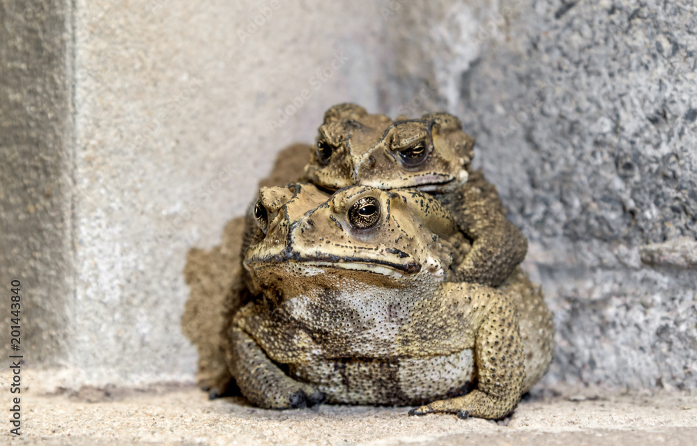Toads in mating position on the ground. selective focus Toads in mating position on the ground. selective focus