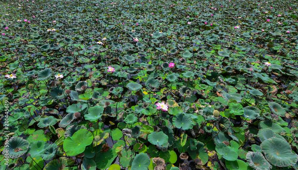 Selective focus blurred of Pink Lotus flower and Lotus flower plants,Pink lotus pond scenery Selective focus blurred of Pink Lotus flower and Lotus flower plants,Pink lotus pond scenery