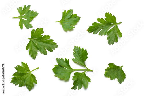 green fresh parsley leaf isolated on white background