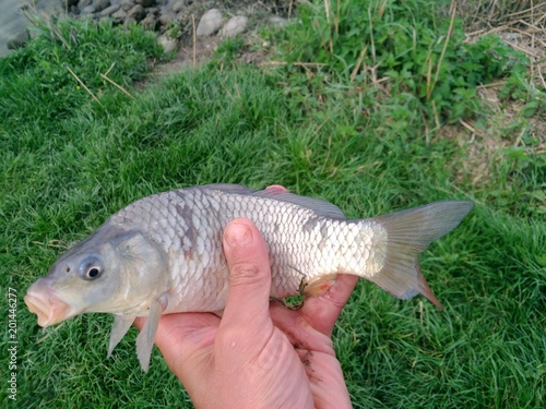 piccola carpa photo