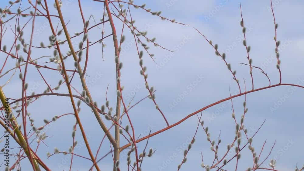 The branches of the pussy willow with fluffy buds are swinging in the wind