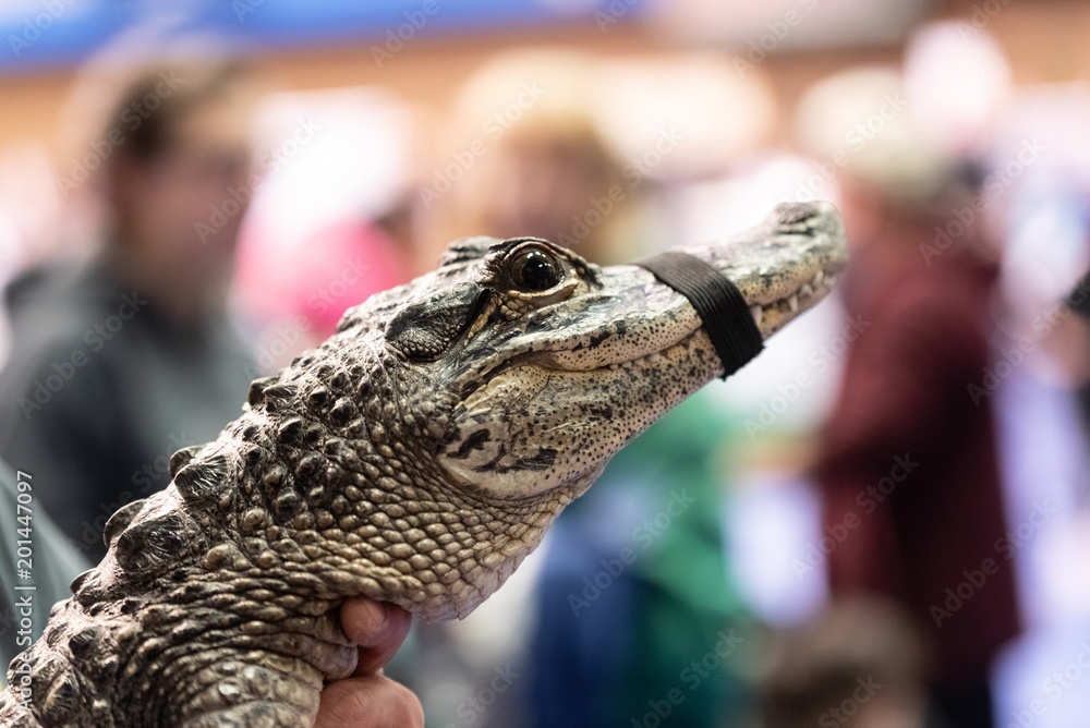 Big alligator in a petting reptile zoo Stock-Foto | Adobe Stock