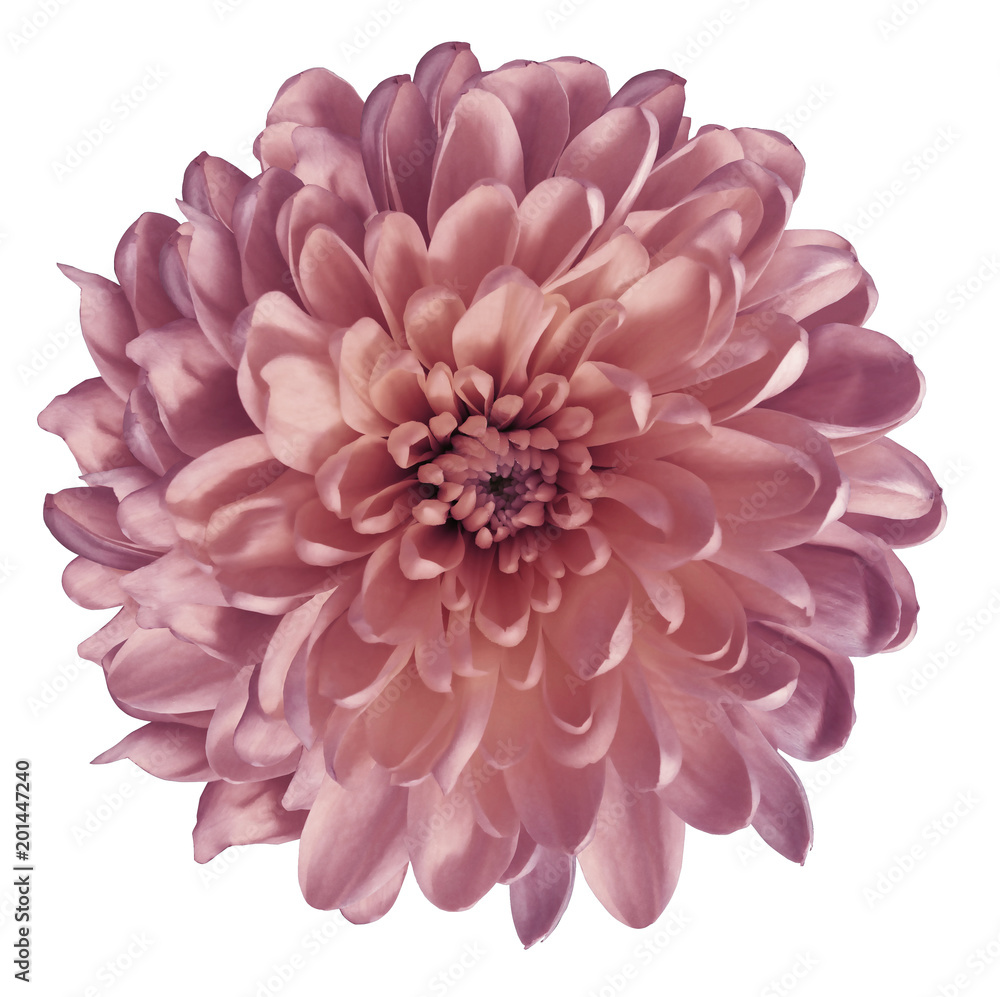 Chrysanthemum  pink. Flower on  isolated  white ba  ckground with clipping path without shadows. Close-up. For design. Nature.