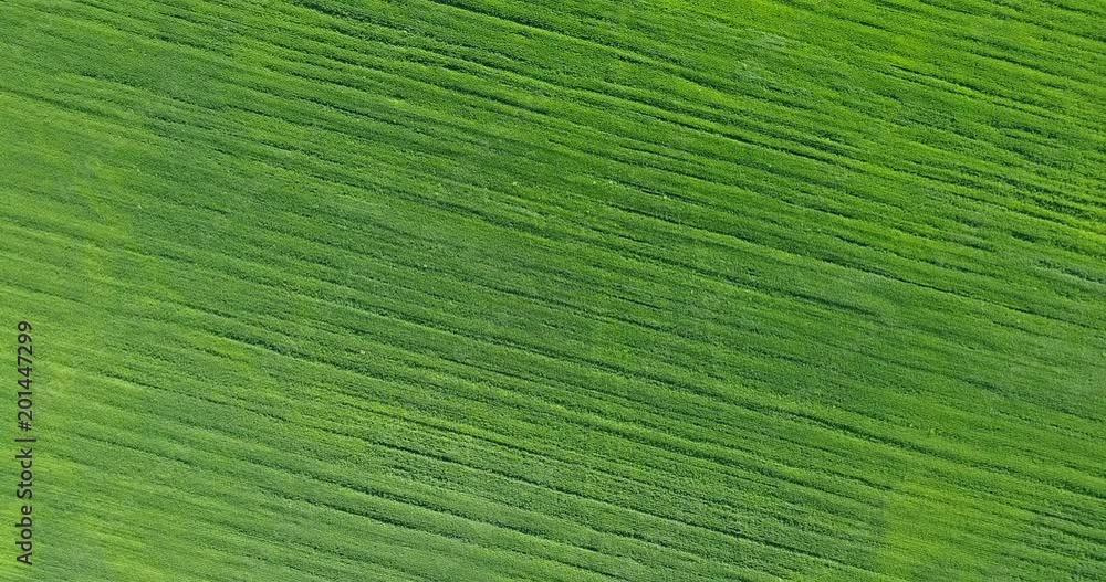 Aerial Drone Shot over Large Green Wheat Field Aerial Drone Shot over Large Green Wheat Field