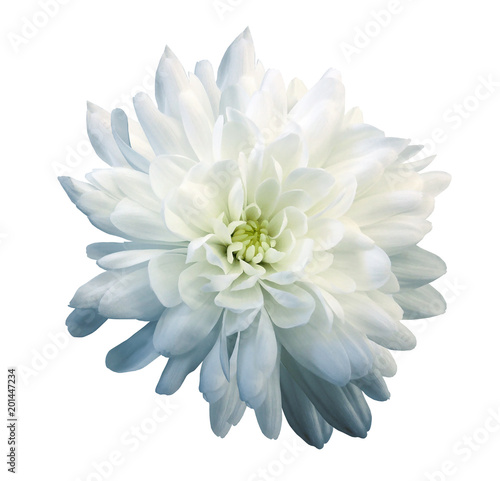 Chrysanthemum white-blue. Flower on  isolated  white background with clipping path without shadows. Close-up. For design. Nature.