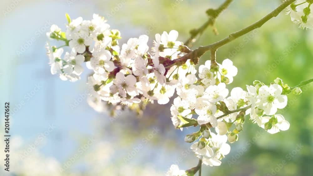 Cherry blossom flowers on trees baranch in pastel tone. Cherry blossom flowers on trees baranch in pastel tone.