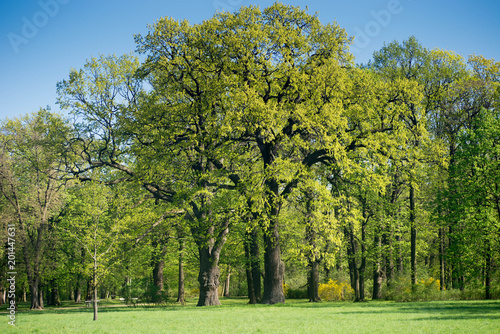 two pld oak trees in spring park