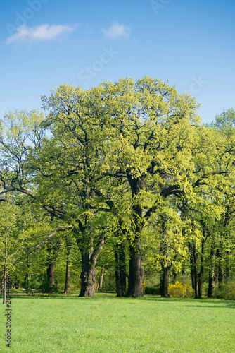 Podobny obraz