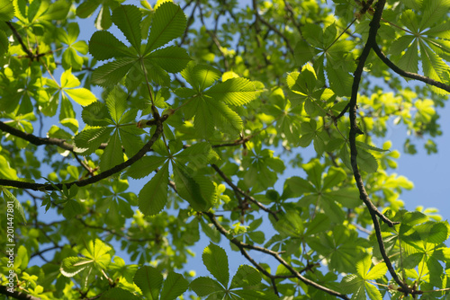 fresh chestnut leaves macro