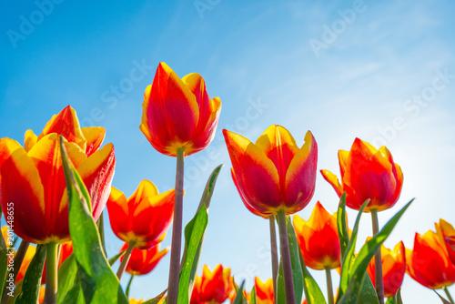 Field with colorful tulips below a blue sky in spring © Naj