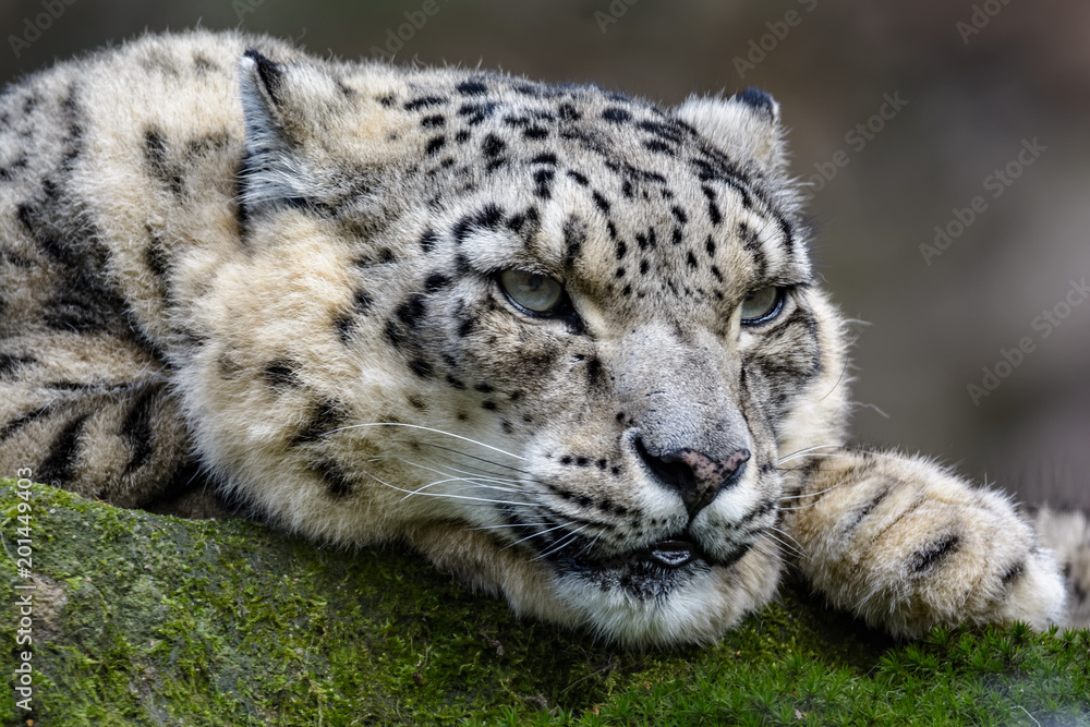 Snow leopard laying on a rock Snow leopard laying on a rock