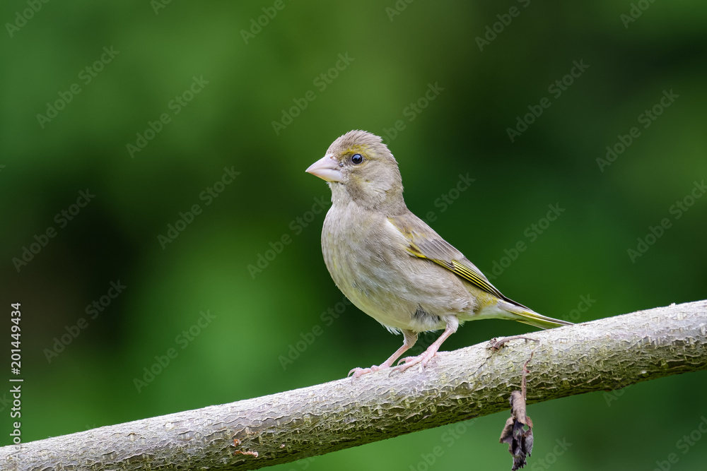 Green finch sitting on a branch